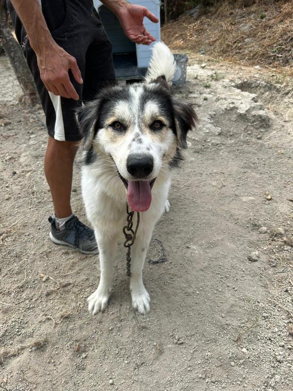 PABLO VIVO LEGATO A CATENA!!!! CONDIVIDI, OSPITAMI, ADOTTAMI!!! AIUTAMI!!! 🚨  Foto 8